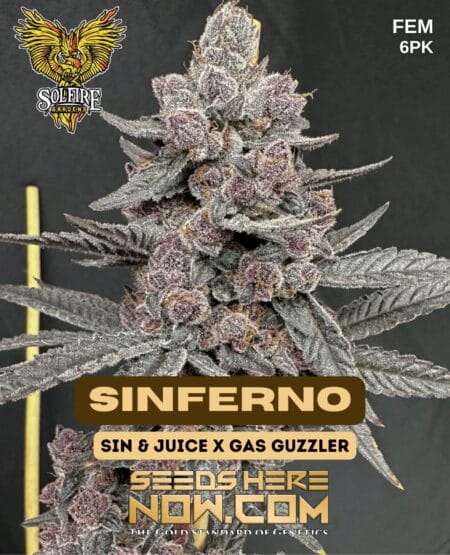 Sinferno (feminized) - Solfire Gardens
