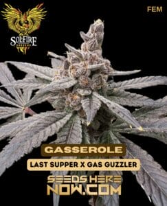 Solfire Gardens - Gasserole {FEM}