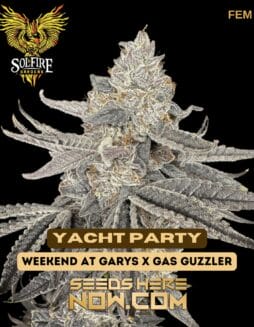 Yacht Party (Feminized) - Solfire GardensYacht Party (Feminized) - Solfire Gardens