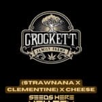 (Strawnana x Clementine) x Cheese (Regular) - Crockett Family Farms