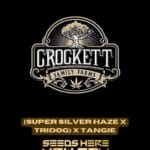 (Super Silver Haze x Tridog) x Tangie (Regular) - Crockett Family Farms