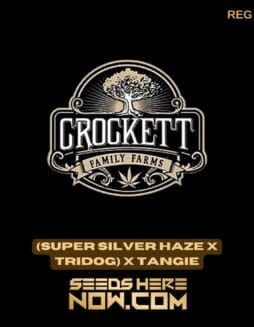 (Super Silver Haze x Tridog) x Tangie (Regular) - Crockett Family Farms(Super Silver Haze x Tridog) x Tangie (Regular) - Crockett Family Farms