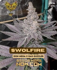 Swolfire (Feminized) - Solfire Gardens