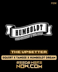 The Upsetter (Feminized) - Humboldt Seed Company