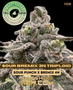 Sour Bremix 3N Triploid (Feminized) - Trilogene Seeds