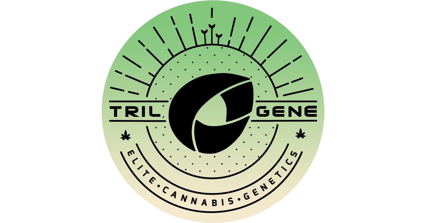 Trilogene Seeds