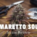 Amaretto Sour Strain Review