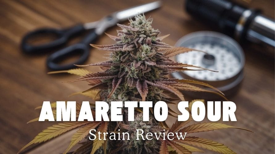 Amaretto Sour Strain Review and Information