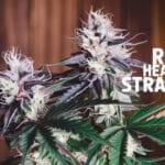 Red Headed Stranger Strain Review