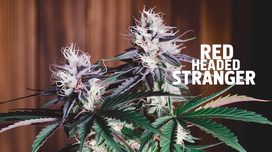 Red Headed Stranger Strain Review: An In-Depth Look