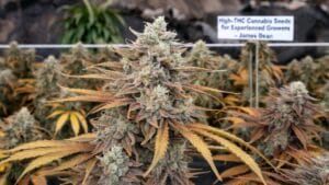 High(space)THC Cannabis Seeds for Experienced Growers