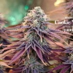 Cookie Melon Dog Strain Review