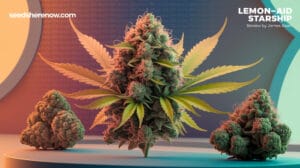 0156_4_a-photo-of-a-well-lit-studio-setting-wit_r14kcb5vtp2q9tojch6mka_se9jte9cskihsceoydtefa_cover - Seeds Here Now Lemon – Aid Starship Strain Review: a Unique Cannabis Hybrid