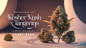 0162_3_a-hyper-realistic-and-detailed-scene-cap_qcggjrawr-i_bprqlkpu9a_kamwnd61t22jbnodwdmbew - Seeds Here Now Kosher Kush X Tangerine Strain Review and Information