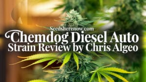 0180_1_a-visually-captivating-image-of-a-chemdo_vfdfrtstriwfsrp2jsgk3g_hmlr7wulscg_g5d8samywa_cover - Seeds Here Now Chemdog Diesel Auto Strain Review and Information