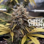 Cheese Melon Strain Review