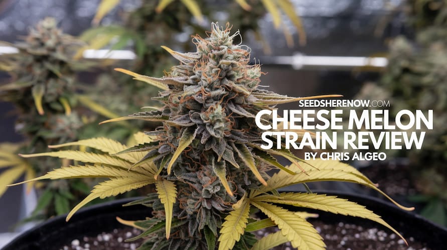 Cheese Melon Strain Review: An Autoflower Delicacy