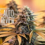 Cheese Auto Strain Review