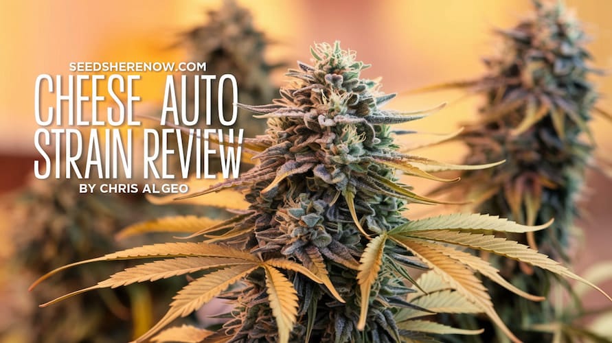 Cheese Auto Strain Review and Information