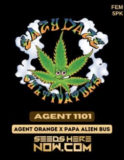 Agent 1101 (Feminized) - Eazy Daze CultivatorsAgent 1101 (feminized) - Eazy Daze Cultivators