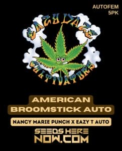 American Broomstick Auto (Autoflower) - Eazy Daze Cultivators
