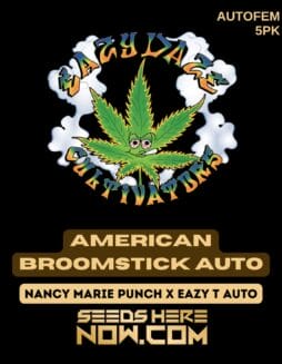 American Broomstick Auto (Autoflower) - Eazy Daze CultivatorsAmerican Broomstick Auto (autoflower) - Eazy Daze Cultivators