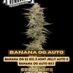 Banana OG (Autoflower) - Humboldt Seed Company