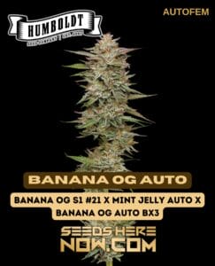 Banana Og Auto (autoflower) - Humboldt Seed Company