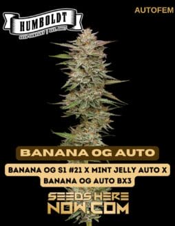 Banana OG Auto (Autoflower) - Humboldt Seed CompanyBanana Og Auto (autoflower) - Humboldt Seed Company