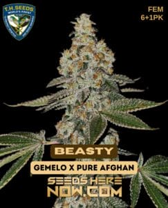 Beasty Bonus Pack (feminized) - T.h. Seeds