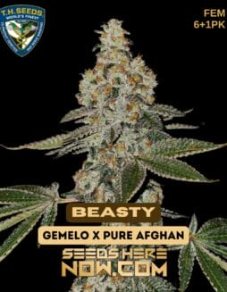 Beasty Bonus Pack (Feminized) - T.H. SeedsBeasty Bonus Pack (Feminized) - T.H. Seeds