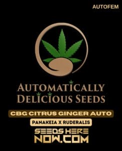 Cbg Citrus Ginger Auto (autoflower) - Automatically Delicious