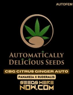 CBG Citrus Ginger Auto (Autoflower) - Automatically DeliciousCBG Citrus Ginger Auto (Autoflower) - Automatically Delicious