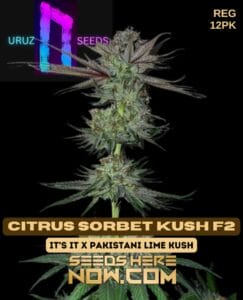 Citrus Sorbet Kush F2 (regular) - Uruz Seeds