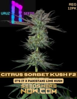 Citrus Sorbet Kush F2 (Regular) - Uruz SeedsCitrus Sorbet Kush F2 (Regular) - Uruz Seeds