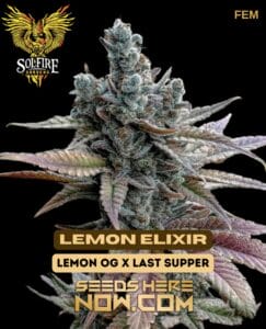 Lemon Elixir (Feminized) - Solfire Gardens