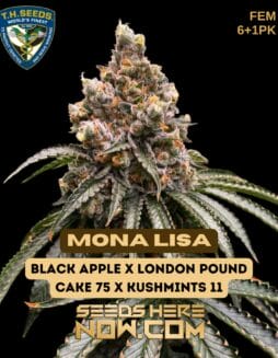 Mona Lisa Bonus Pack (Feminized) - T.H. SeedsMona Lisa Bonus Pack (feminized) - T.h. Seeds