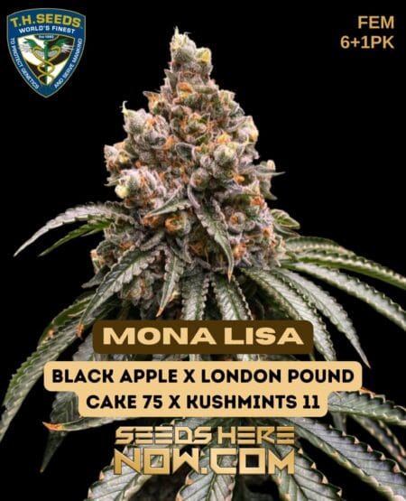 Mona lisa bonus pack (feminized) - t. H. Seeds