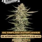 OG Triploid (Autoflower) - Humboldt Seed Company