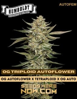 OG Triploid Auto (Autoflower) - Humboldt Seed CompanyOg Triploid Auto (autoflower) - Humboldt Seed Company