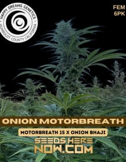 Onion Motorbreath (Feminized) - Happy Dreams GeneticsOnion Motorbreath (Feminized) - Happy Dreams Genetics