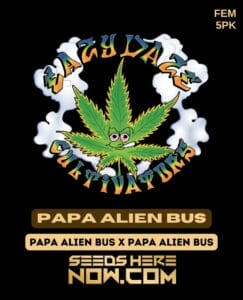 Papa Alien Bus (feminized) - Eazy Daze Cultivators