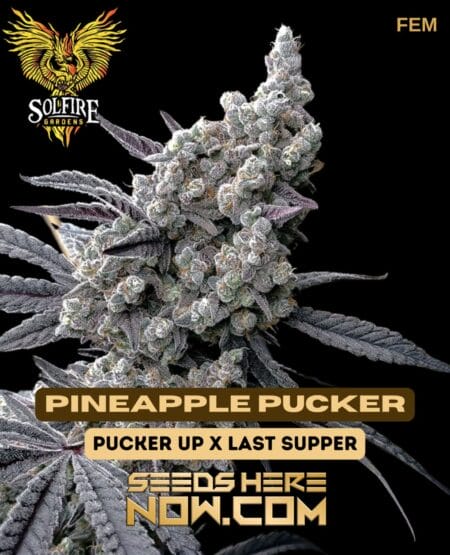 Pineapple Pucker (feminized) - Solfire Gardens