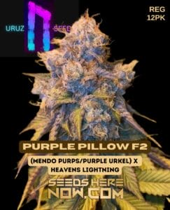 Purple Pillow F2 (regular) - Uruz Seeds