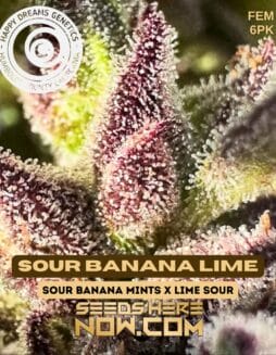 Sour Banana Lime (Feminized) - Happy Dreams GeneticsSour Banana Lime (feminized) - Happy Dreams Genetics