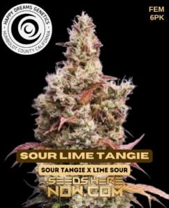Sour Lime Tangie (Feminized) - Happy Dreams Genetics