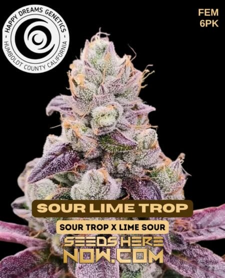 Sour Lime Trop (Feminized) (space) Happy Dreams Genetics