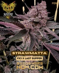 Strawmatta (Feminized) - Solfire Gardens