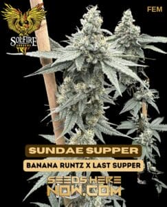Sundae Supper (Feminized) - Solfire Gardens