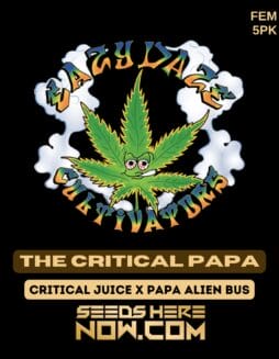 The Critical Papa (Feminized) - Eazy Daze Cultivatorsthe Critical Papa (feminized) - Eazy Daze Cultivators